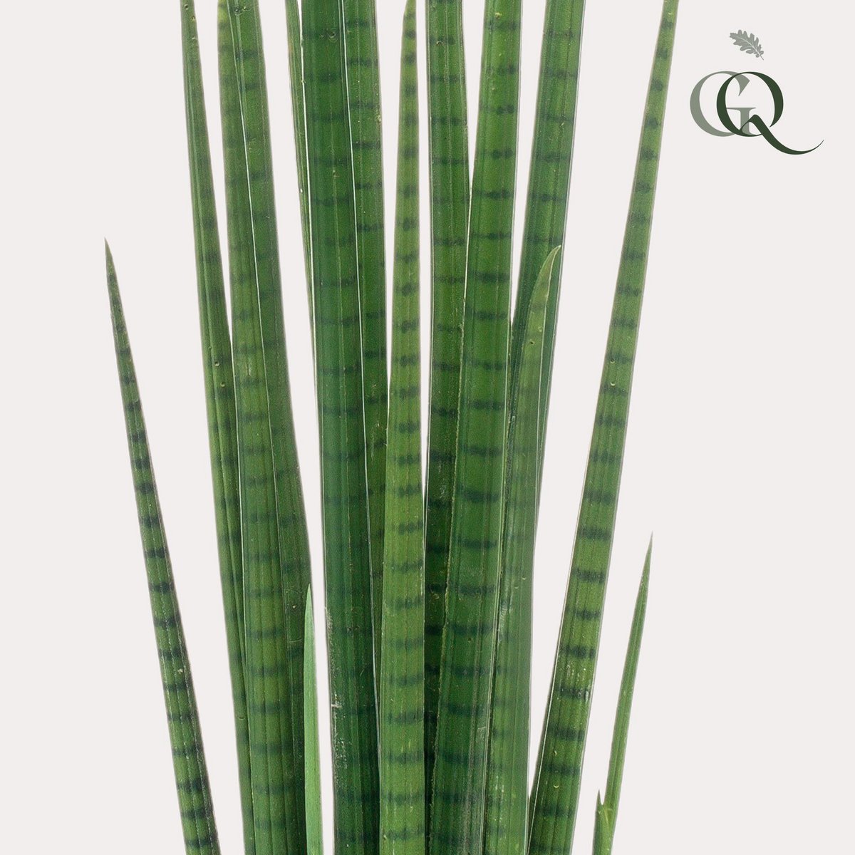 Kunstplant - Sanseveria Cylindrica - Vrouwentong - 70 cm