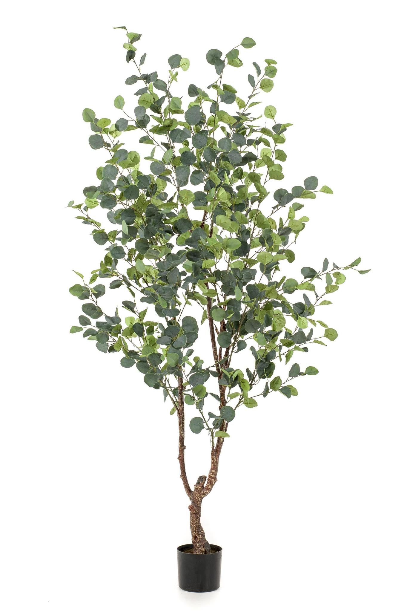 Kunstplant - Eucalyptus - Blauwe Gomboom - 180 cm