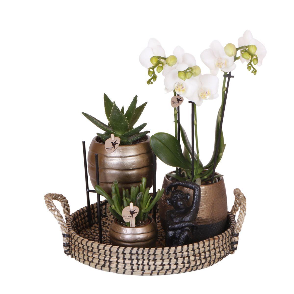 Gift set Home Hub | Plantenset met Phalaenopsis Orchidee en Succulenten incl. keramieken sierpotten