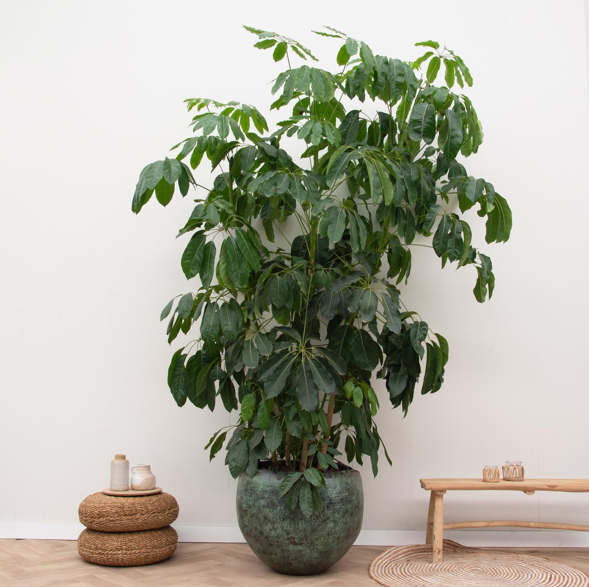 Schefflera Amate XL - 250 cm - ø50