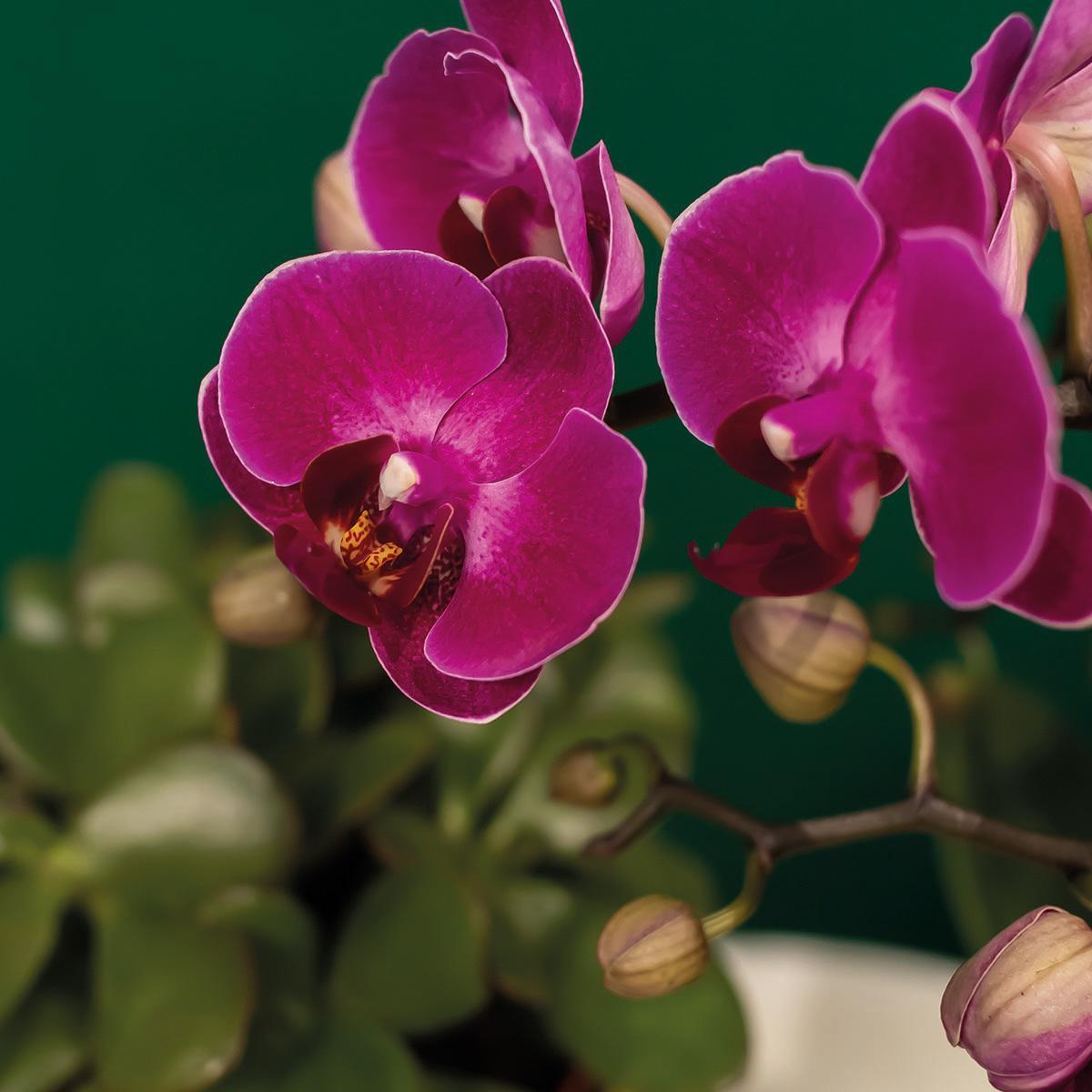 Plantenset met paarse Phalaenopsis Orchidee en Succulenten incl. keramieken sierpotten