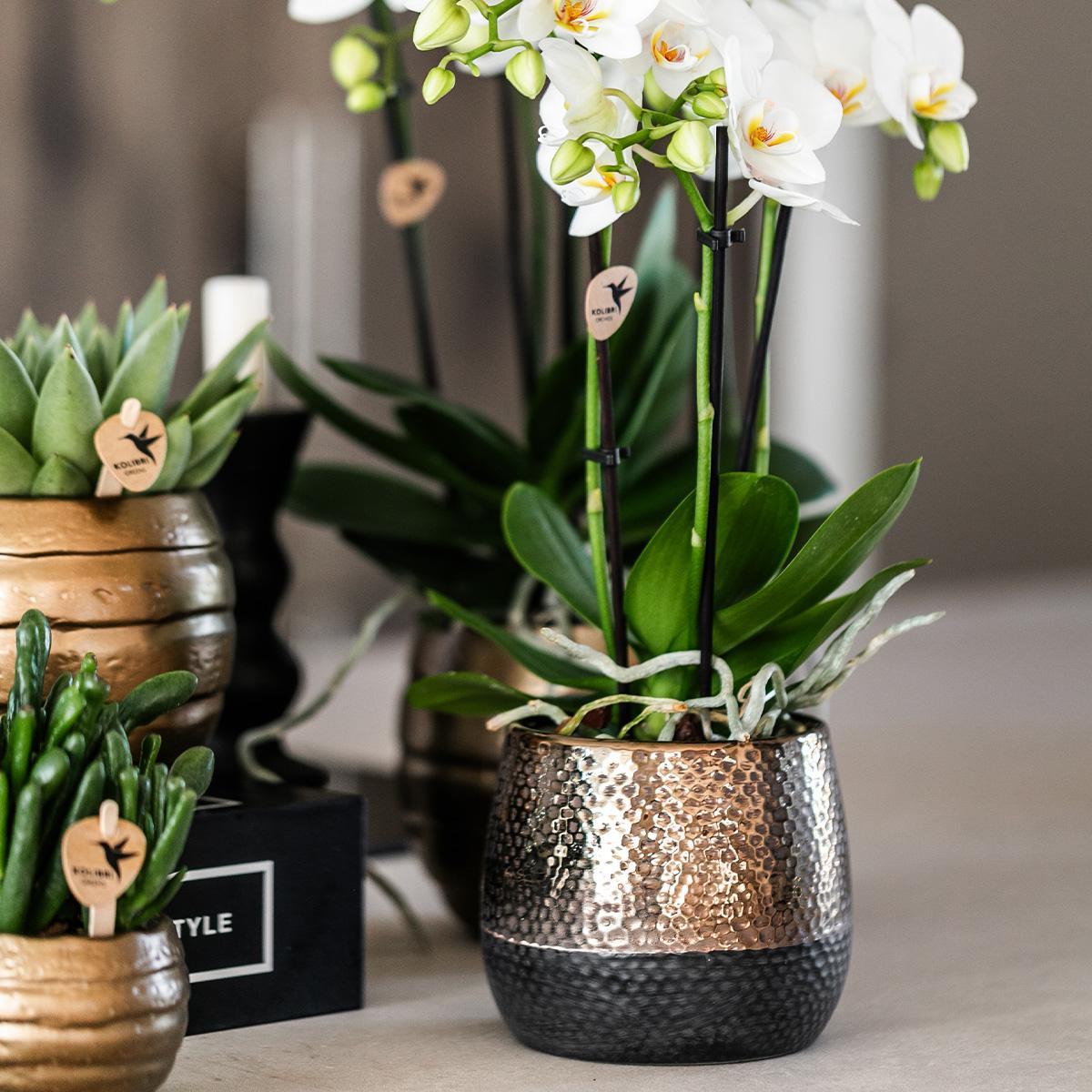 Kolibri Orchids | geel rode Phalaenopsis orchidee – Spain + Elite sierpot copper – potmaat Ø9cm – 40cm hoog | bloeiende kamerplant in bloempot - vers van de kweker