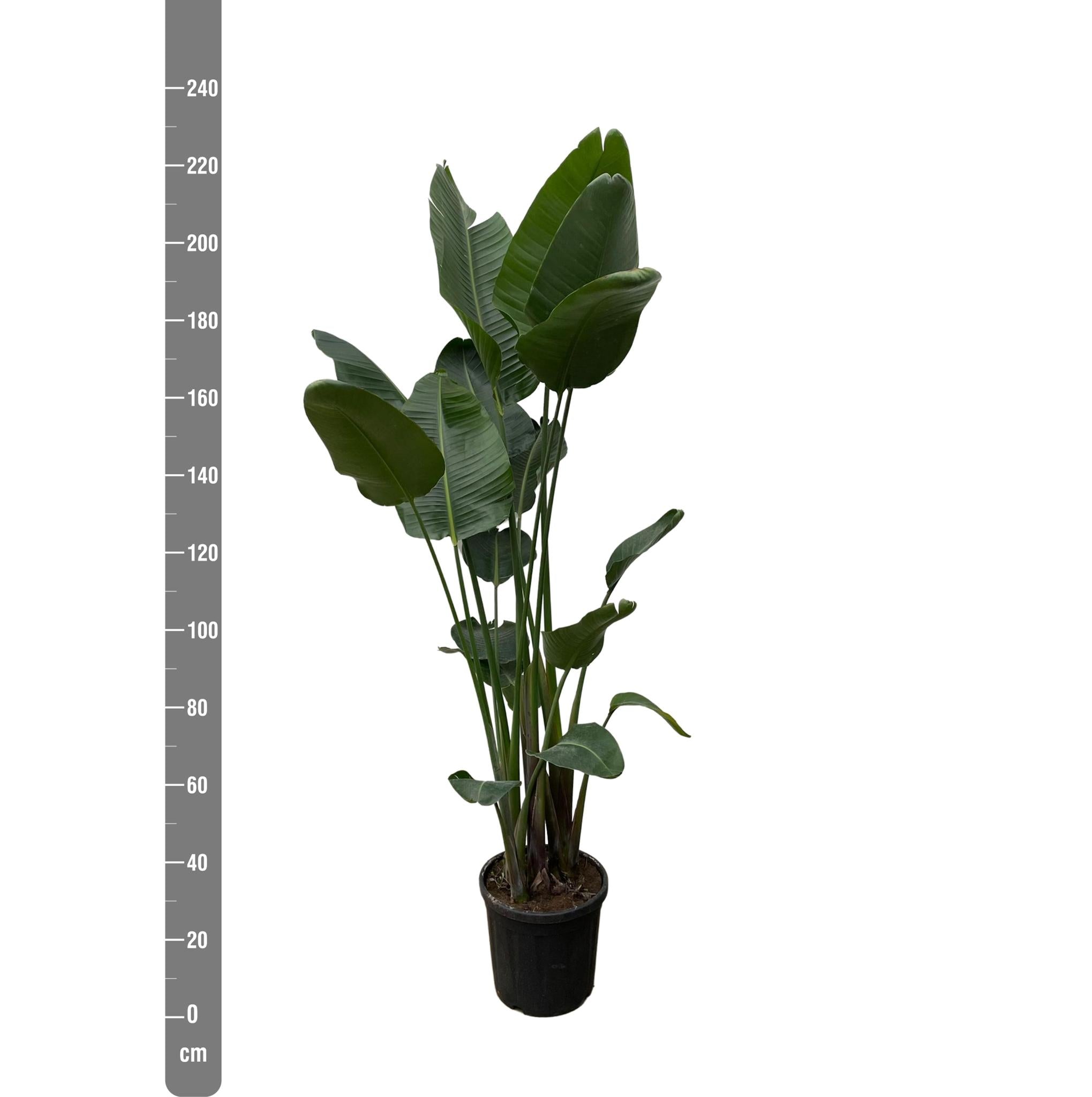 Strelitzia Nicolai XXL - 250 cm - ø35