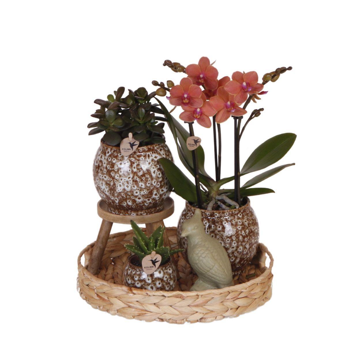 Gift set Untamed Nature | Plantenset met rode Phalaenopsis Orchidee en Succulenten incl. keramieken sierpotten