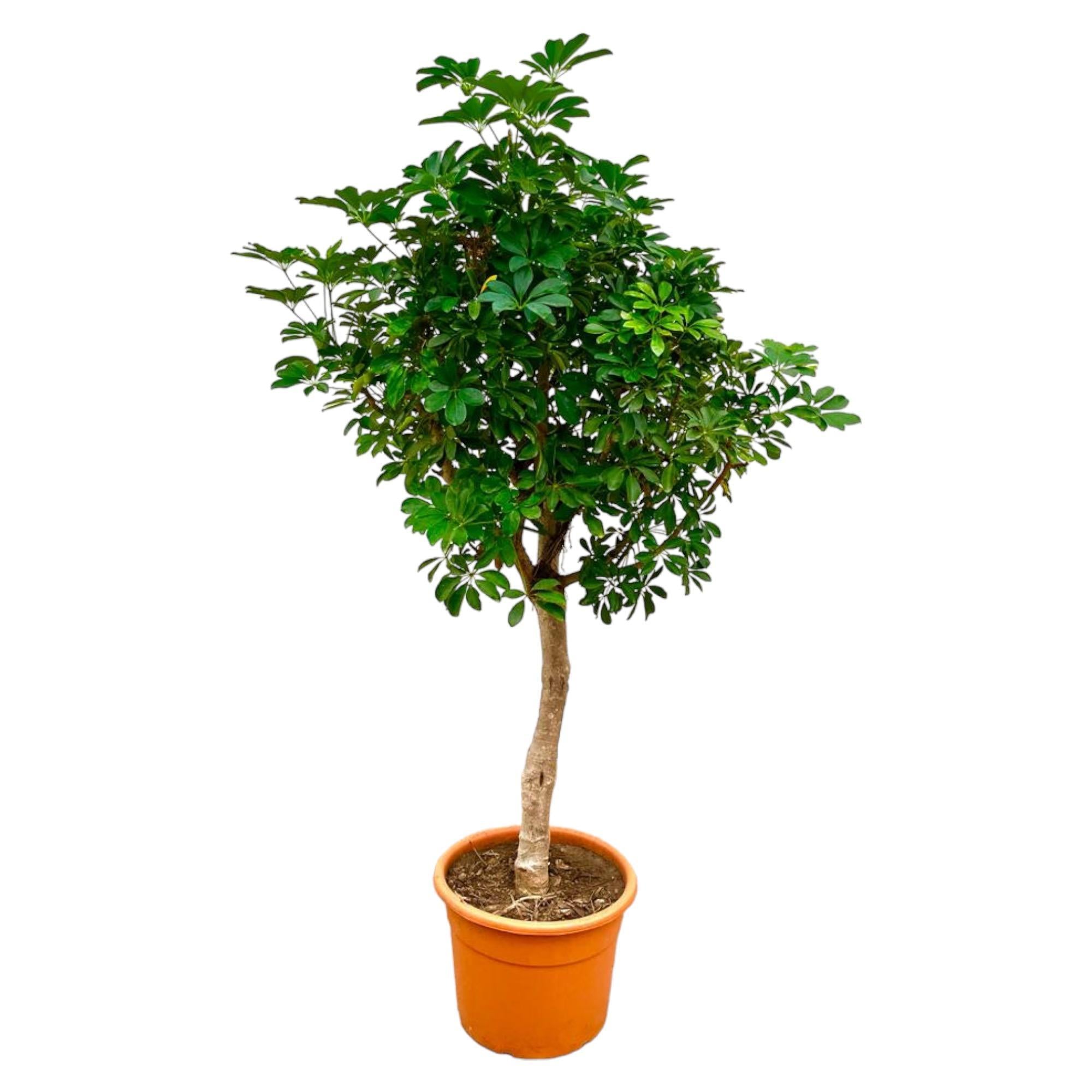 Schefflera op stam - 210cm - ø45