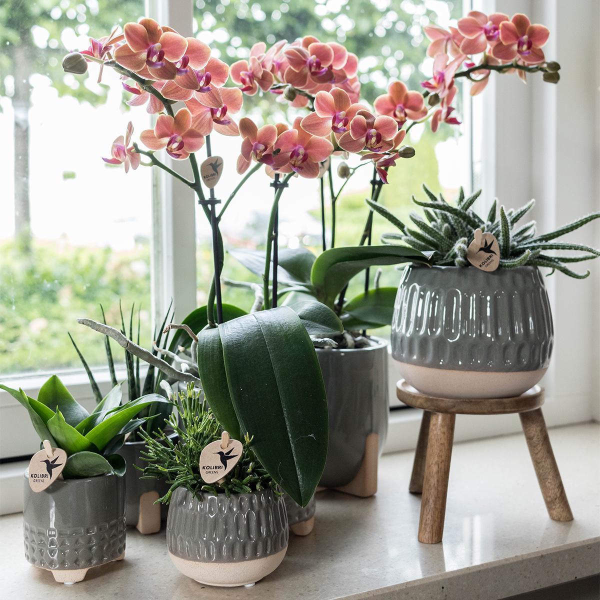 Kolibri Home | Plantenstandaard - Houten planten verhoging Ø12cm