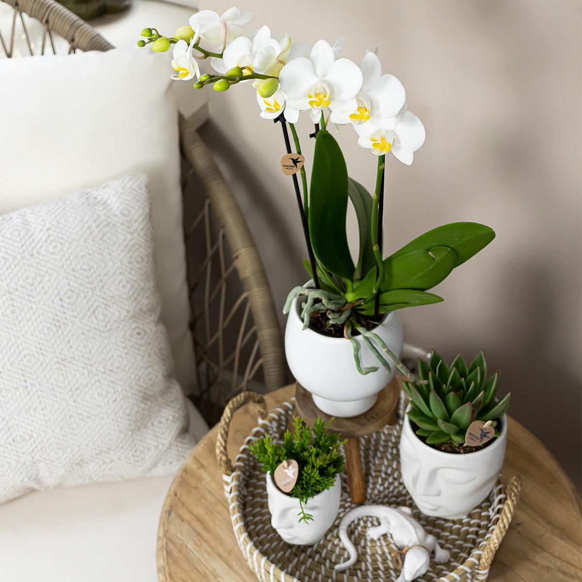 Complete plantenset Face-2-Face wit  | Groene planten met witte Phalaenopsis orchidee in Scandic wit sierpot en Face-2-Face witte sierpotten incl. accessoires