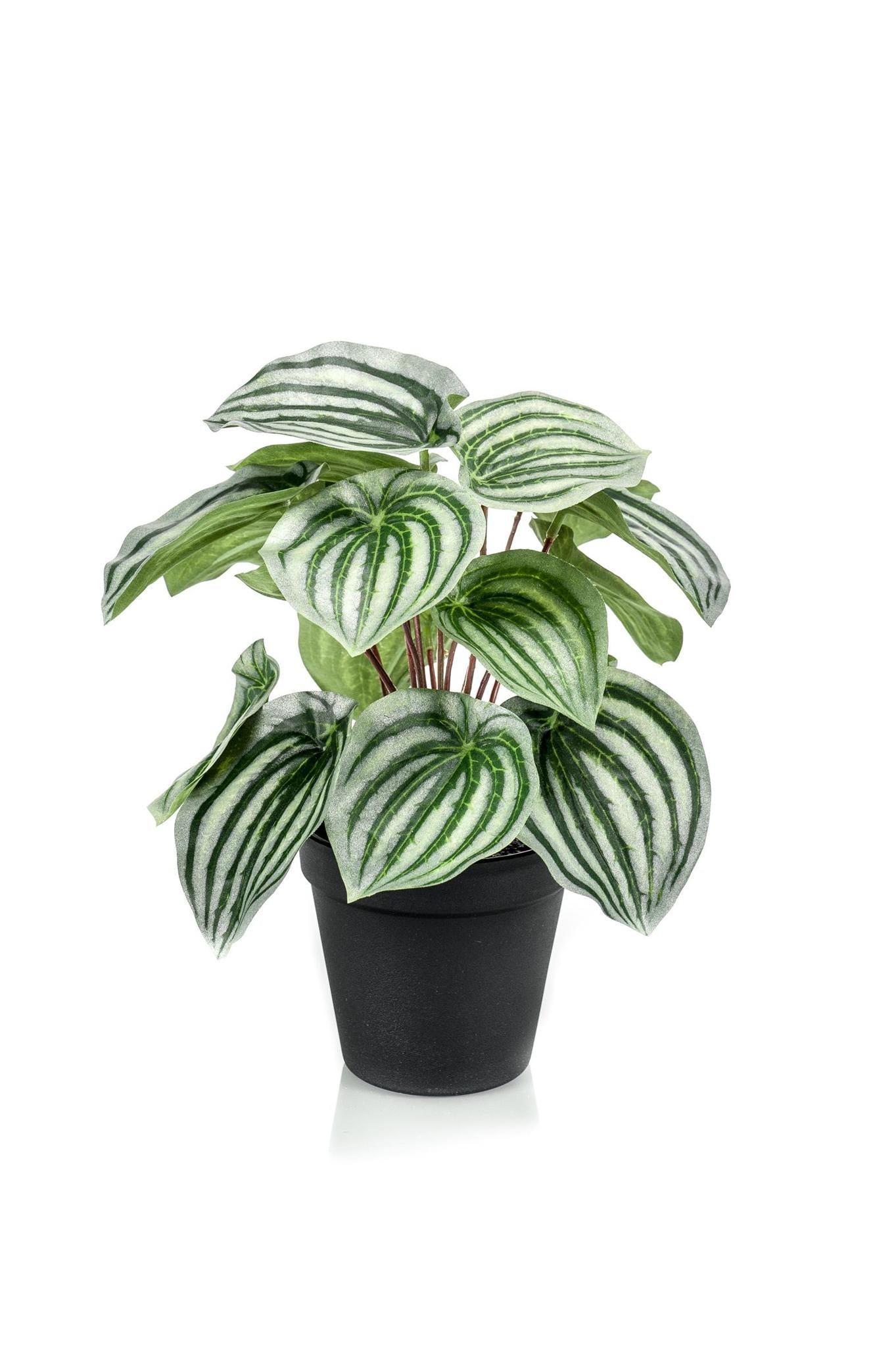 Kunstplant - Peperomia Argyreia - Watermelon -25 cm