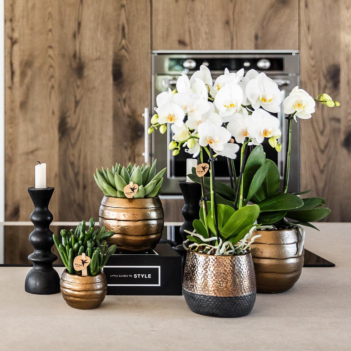 Kolibri Orchids | geel rode Phalaenopsis orchidee – Spain + Elite sierpot copper – potmaat Ø9cm – 40cm hoog | bloeiende kamerplant in bloempot - vers van de kweker