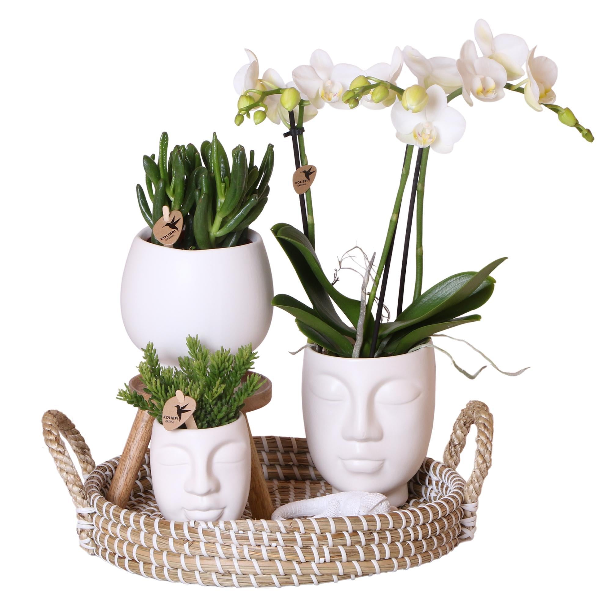 Complete plantenset Face-2-Face wit  | Groene planten met witte Phalaenopsis orchidee in Scandic wit sierpot en Face-2-Face witte sierpotten incl. accessoires