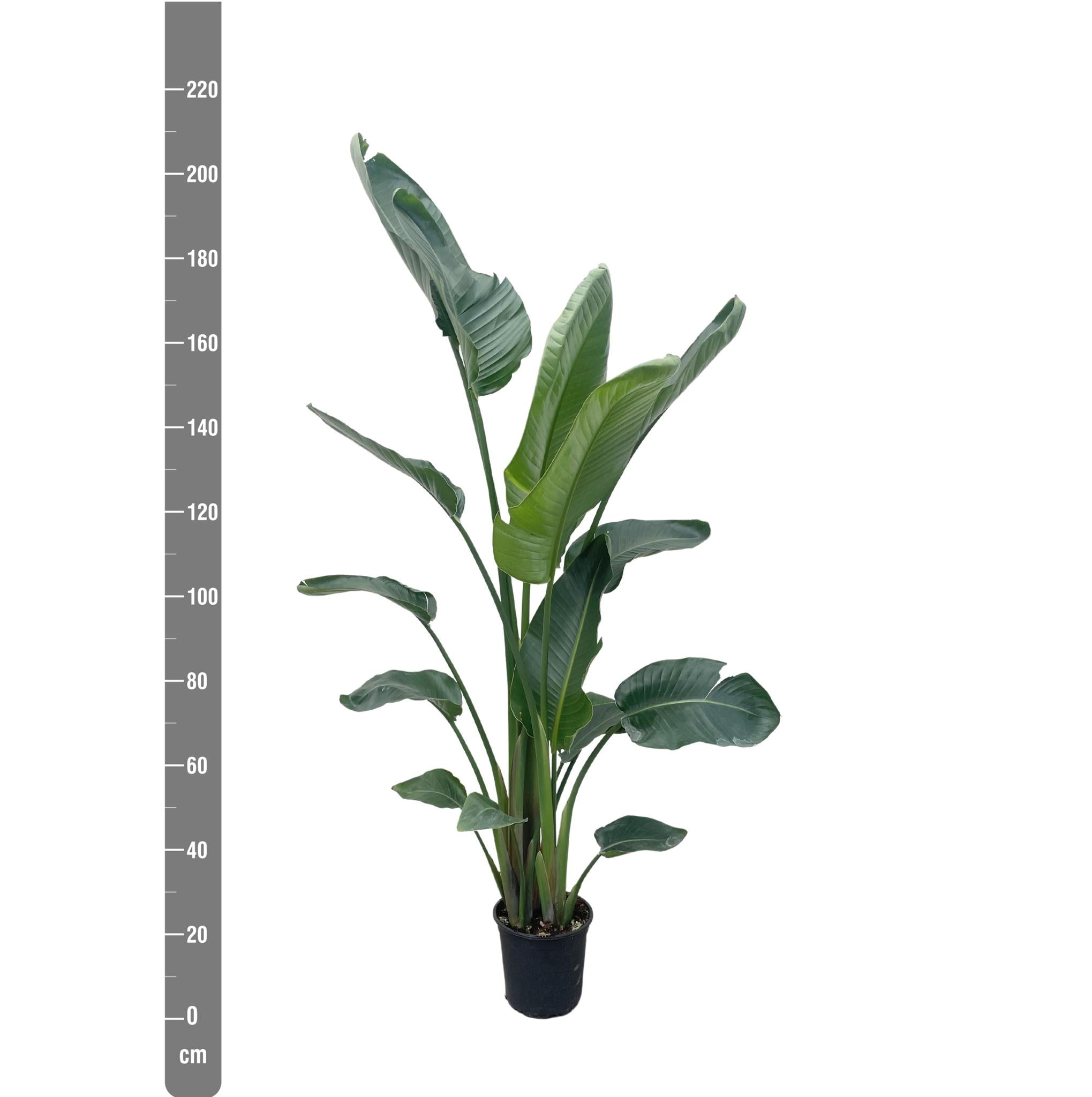 Strelitzia Nicolai XXL - 225 cm - ø27