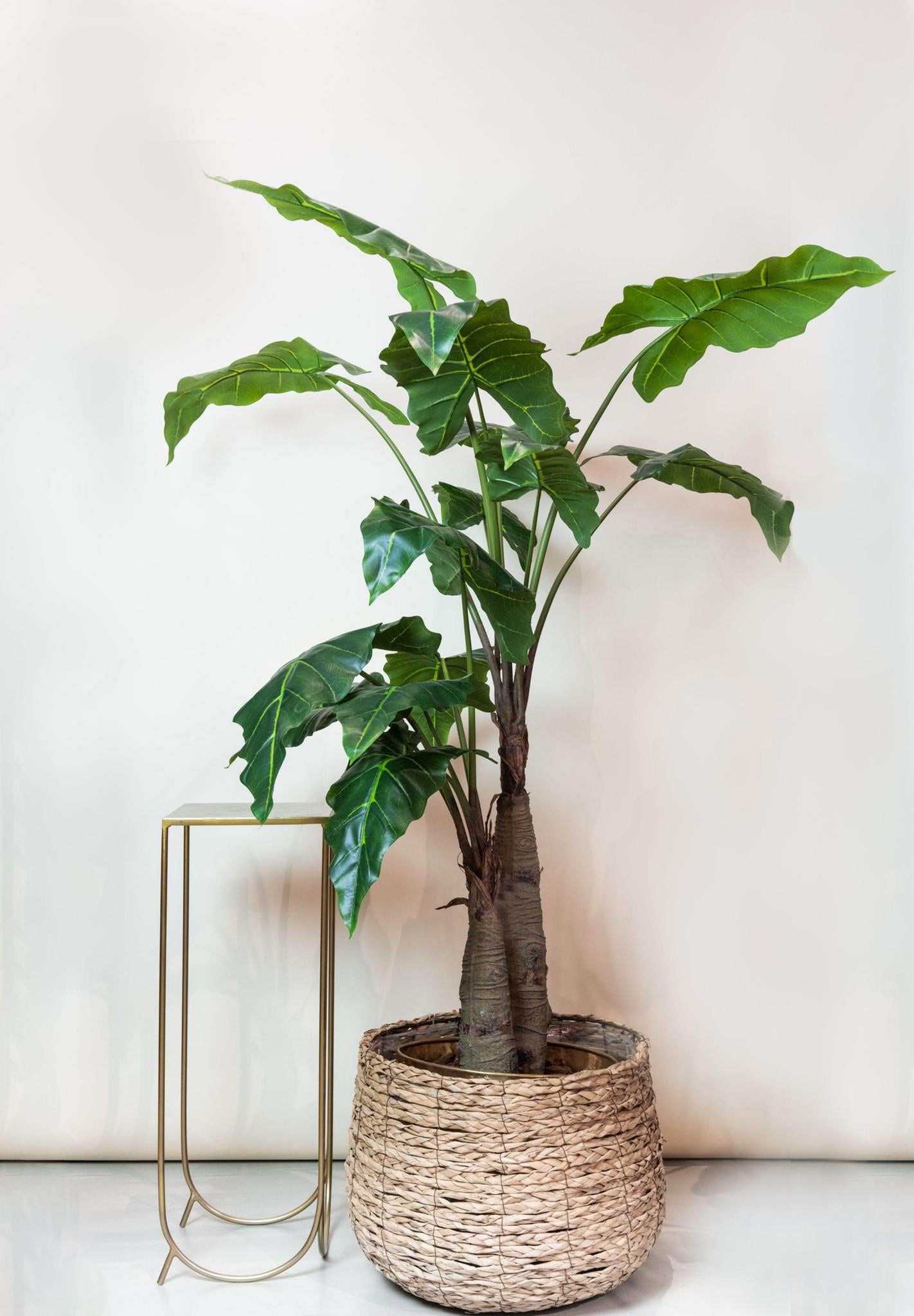 Kunstplant - Alocasia - Olifantsoor - 150 cm