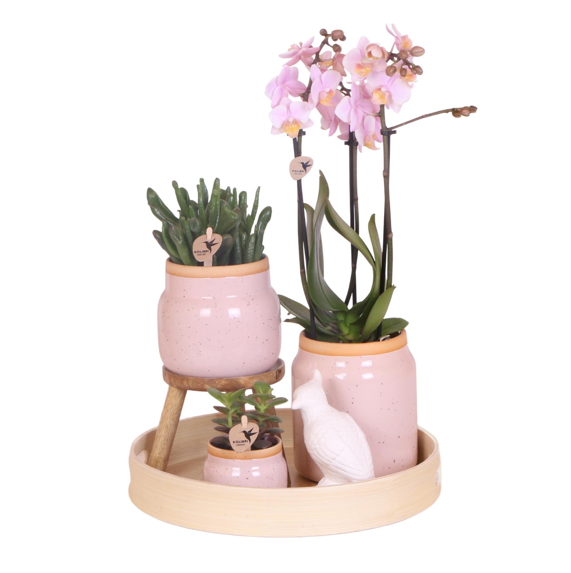 Gift set Love pink| Plantenset met roze Phalaenopsis Orchidee en Succulenten incl. keramieken sierpotten