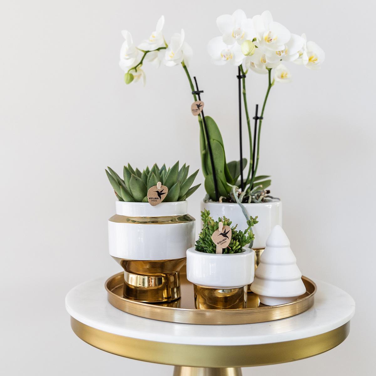 Kolibri Company | Gift set Christmas gold| Plantenset met witte Phalaenopsis Orchidee en Succulenten incl. keramieken sierpotten