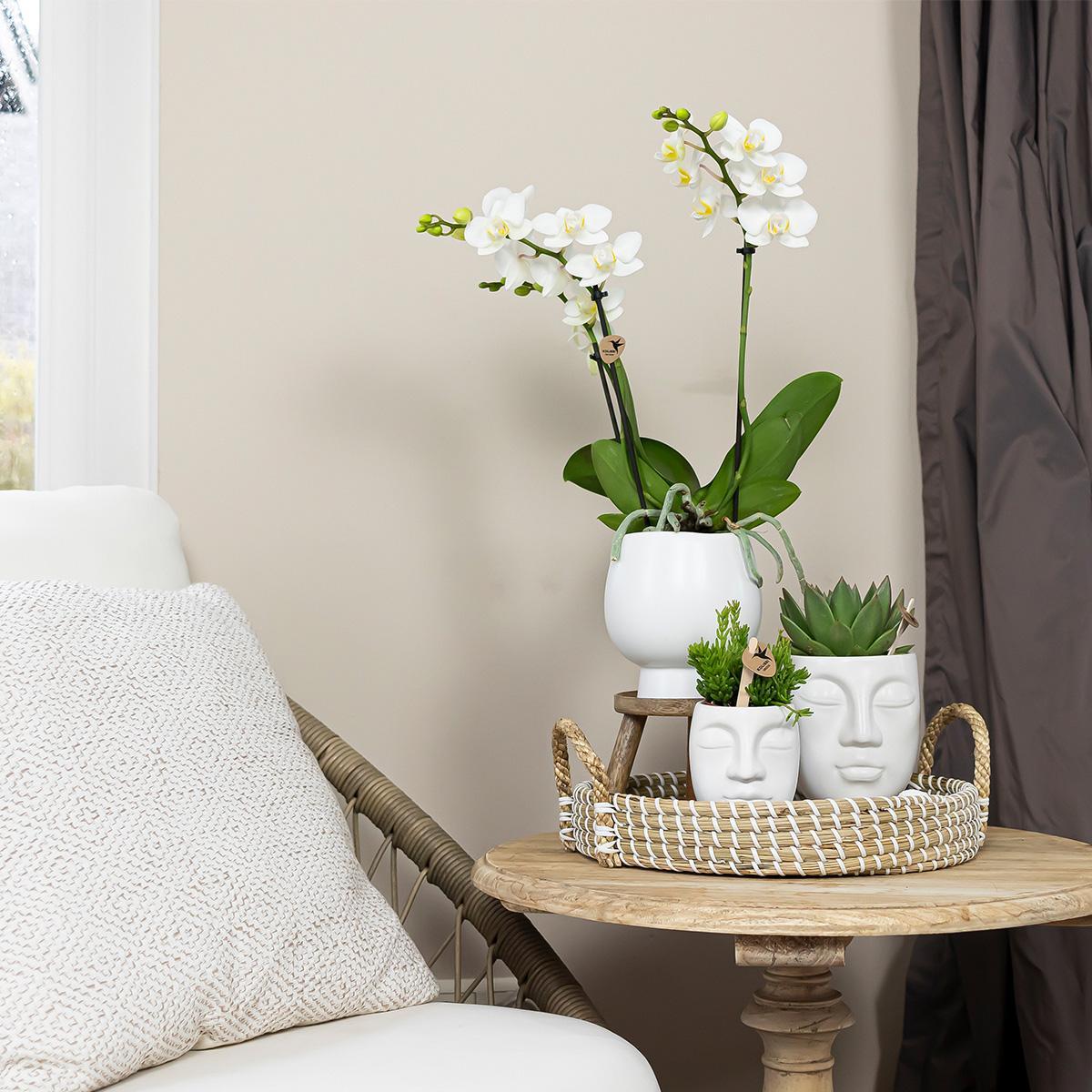 Complete plantenset Face-2-Face wit  | Groene planten met witte Phalaenopsis orchidee in Scandic wit sierpot en Face-2-Face witte sierpotten incl. accessoires