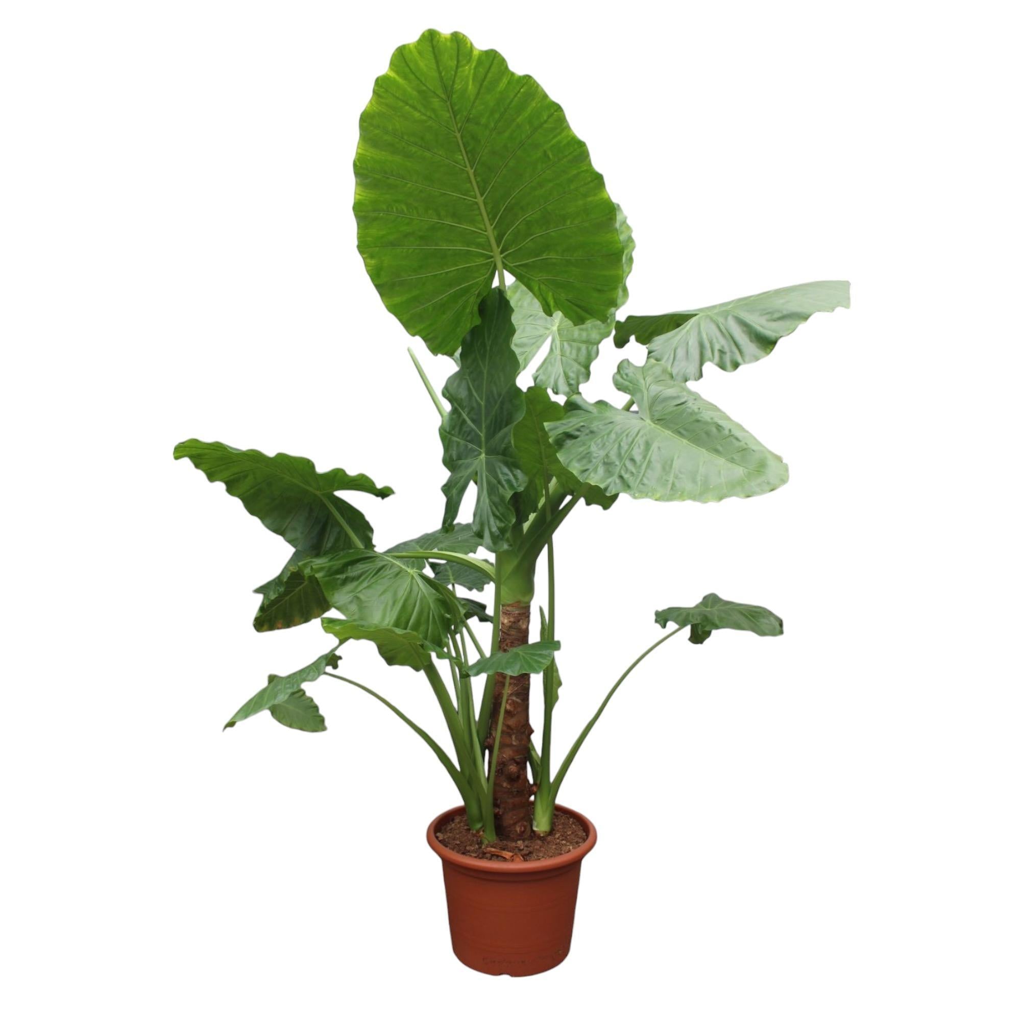 Olifantsoor - Alocasia Macrorrhiza - 250 cm - ø60