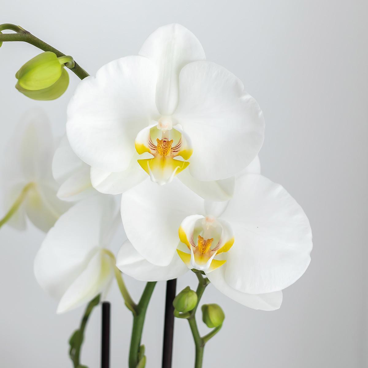 Complete plantenset Face-2-Face wit  | Groene planten met witte Phalaenopsis orchidee in Scandic wit sierpot en Face-2-Face witte sierpotten incl. accessoires