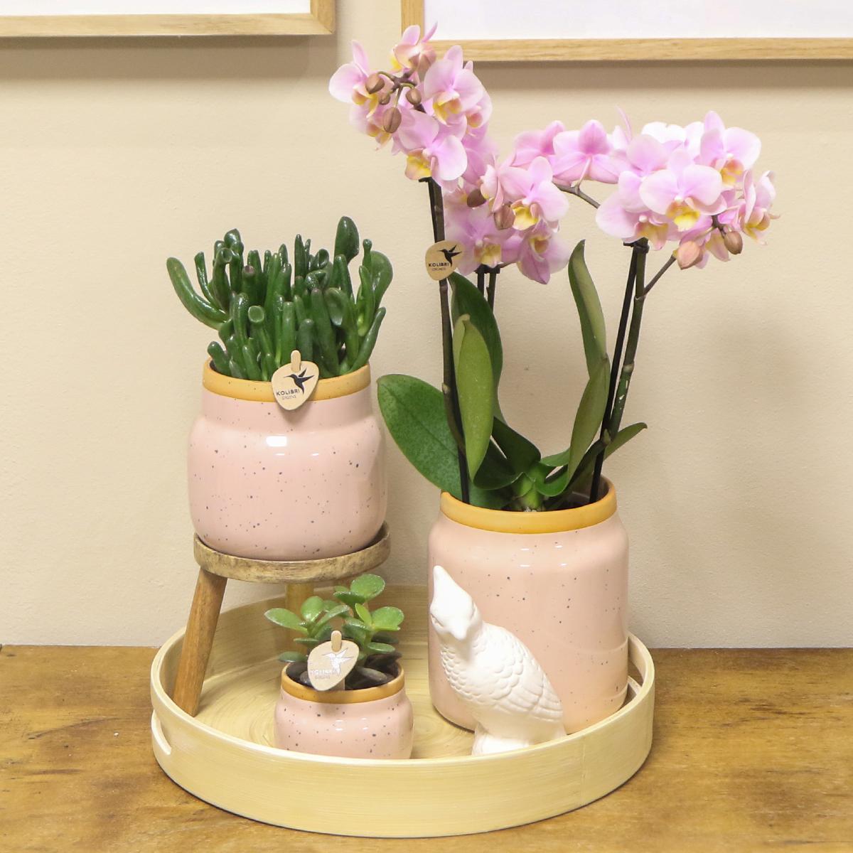 Gift set Love pink| Plantenset met roze Phalaenopsis Orchidee en Succulenten incl. keramieken sierpotten