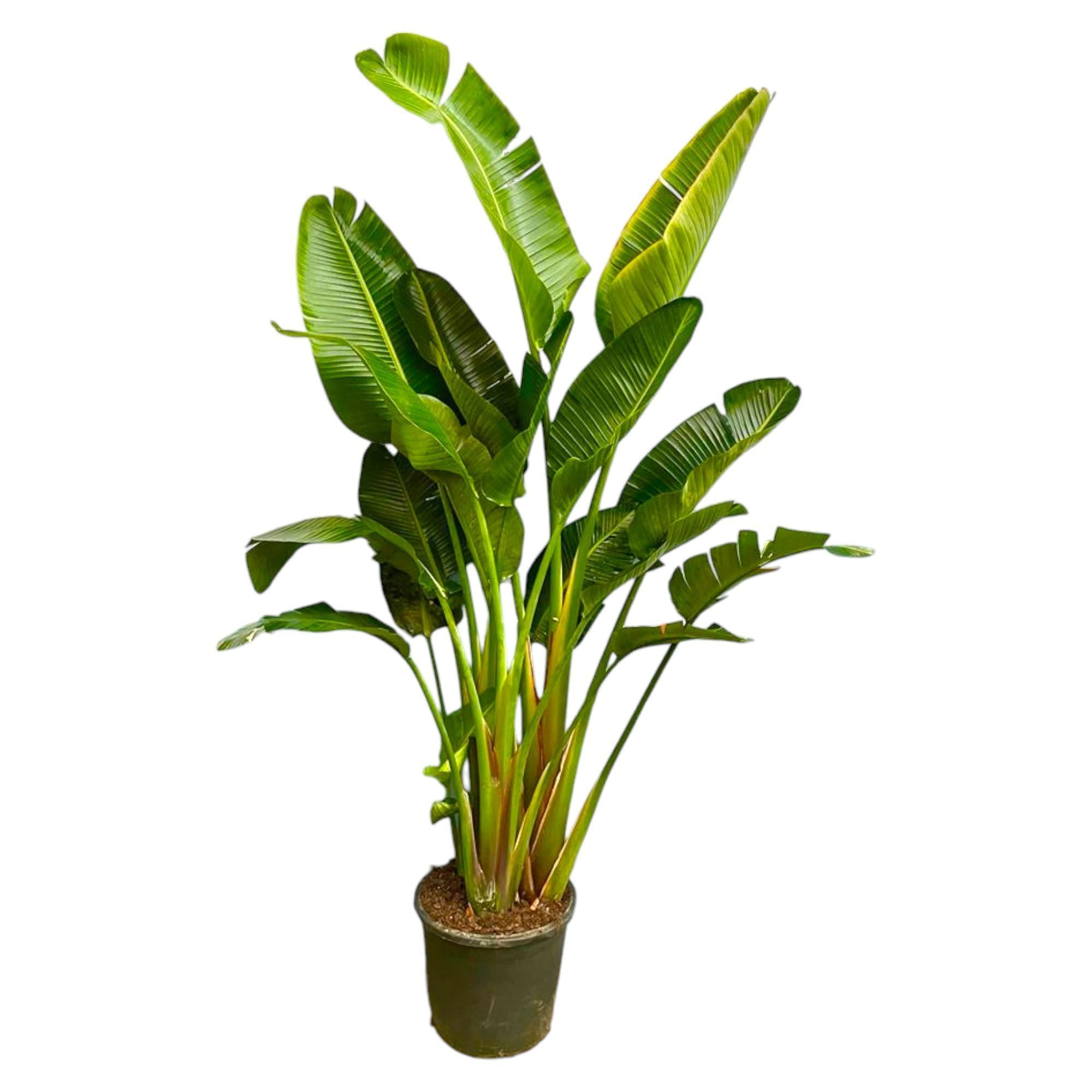 Strelitzia Augusta multi stam XXL - 250 cm - ø45