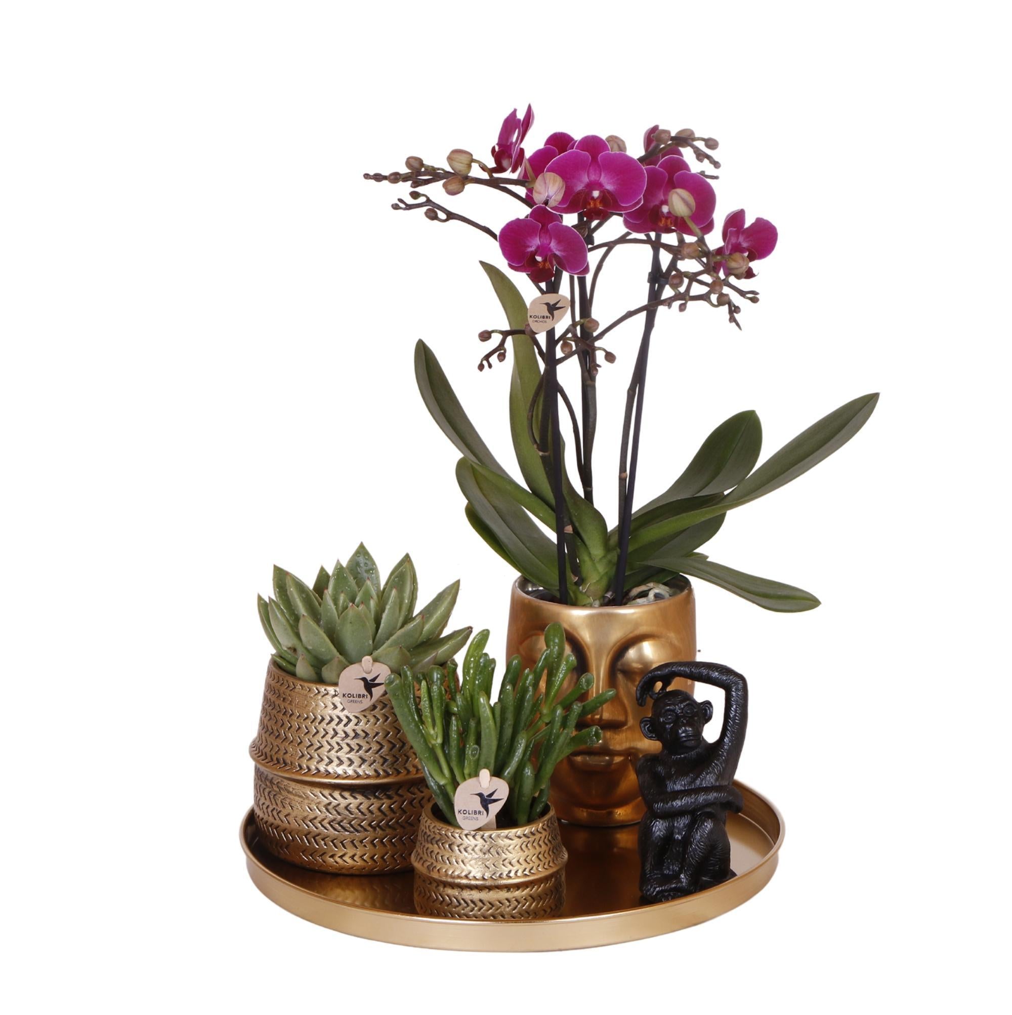 Plantenset met paarse Phalaenopsis Orchidee en Succulenten incl. keramieken sierpotten