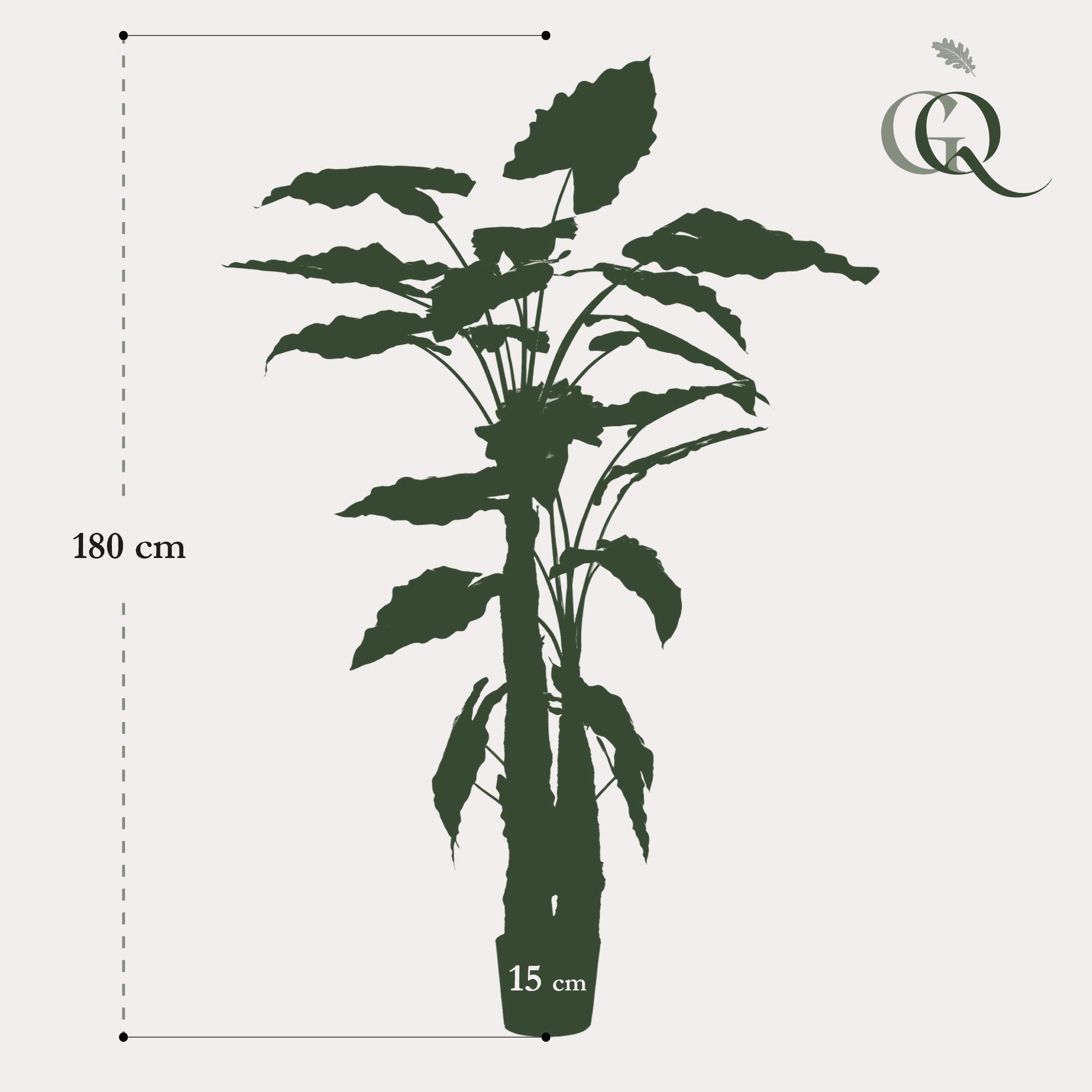 Kunstplant - Alocasia - Olifantsoor - 150 cm