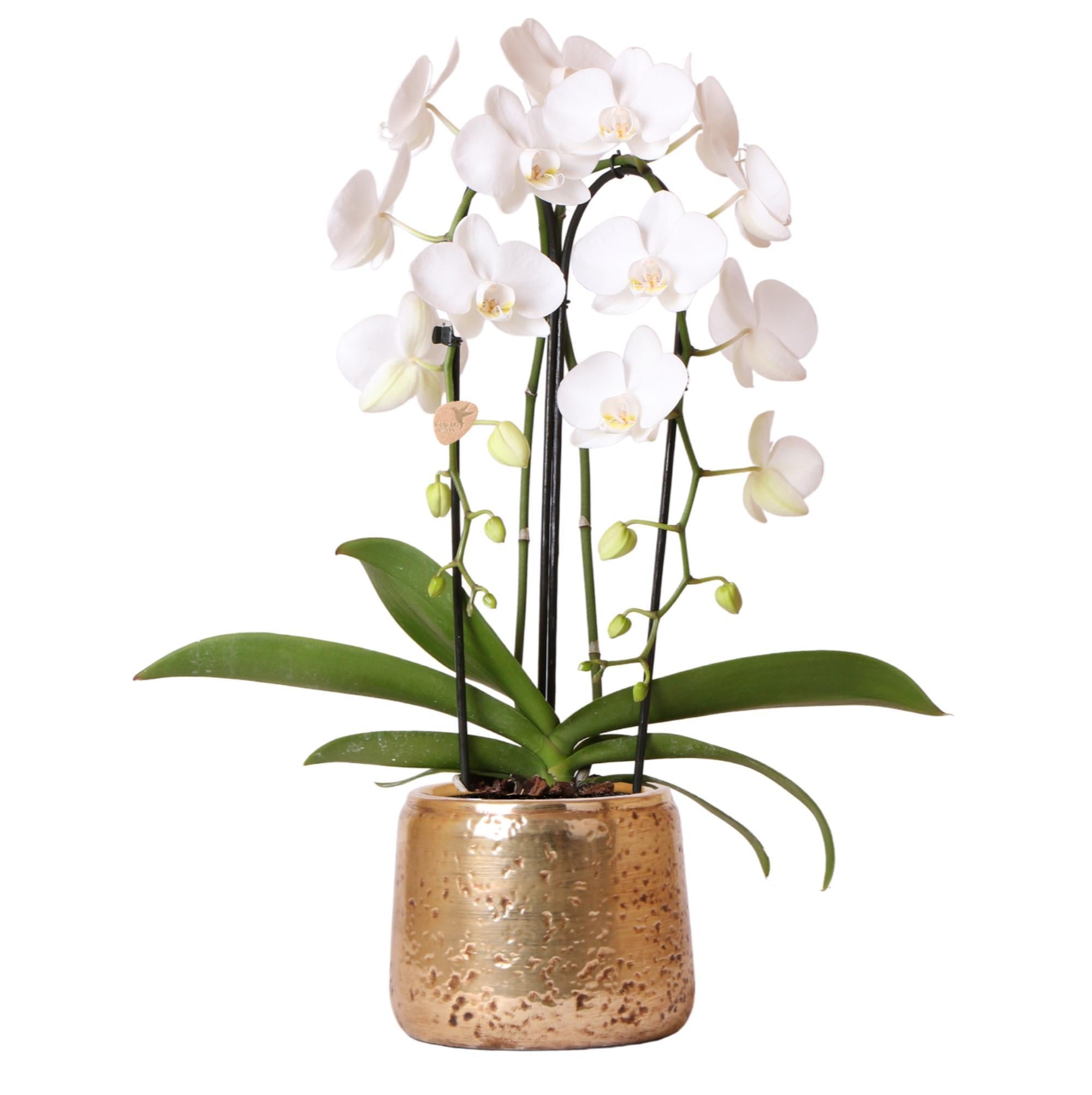 Kolibri Orchids | Witte Phalaenopsis orchidee Niagara Fall in gouden Luxury sierpot - Ø12cm | bloeiende kamerplant in bloempot - vers van de kweker