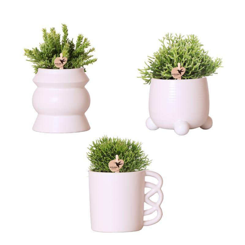 Planten set - met 3 Rhipsalis mix - incl. keramieken sierpotten | potmaat Ø9cm