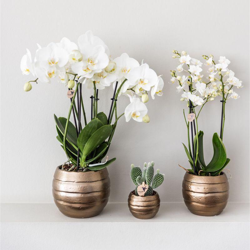 Gift set Home Hub | Plantenset met Phalaenopsis Orchidee en Succulenten incl. keramieken sierpotten