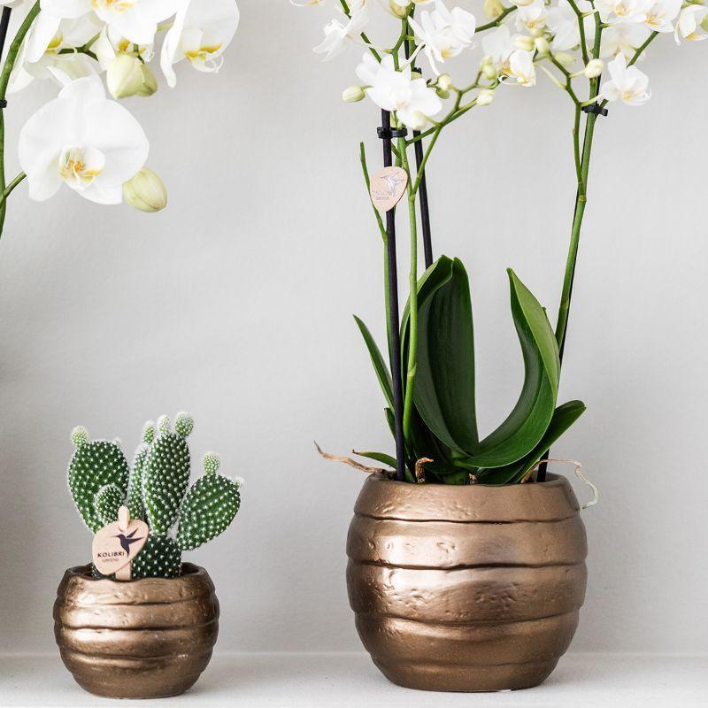 Gift set Home Hub | Plantenset met Phalaenopsis Orchidee en Succulenten incl. keramieken sierpotten