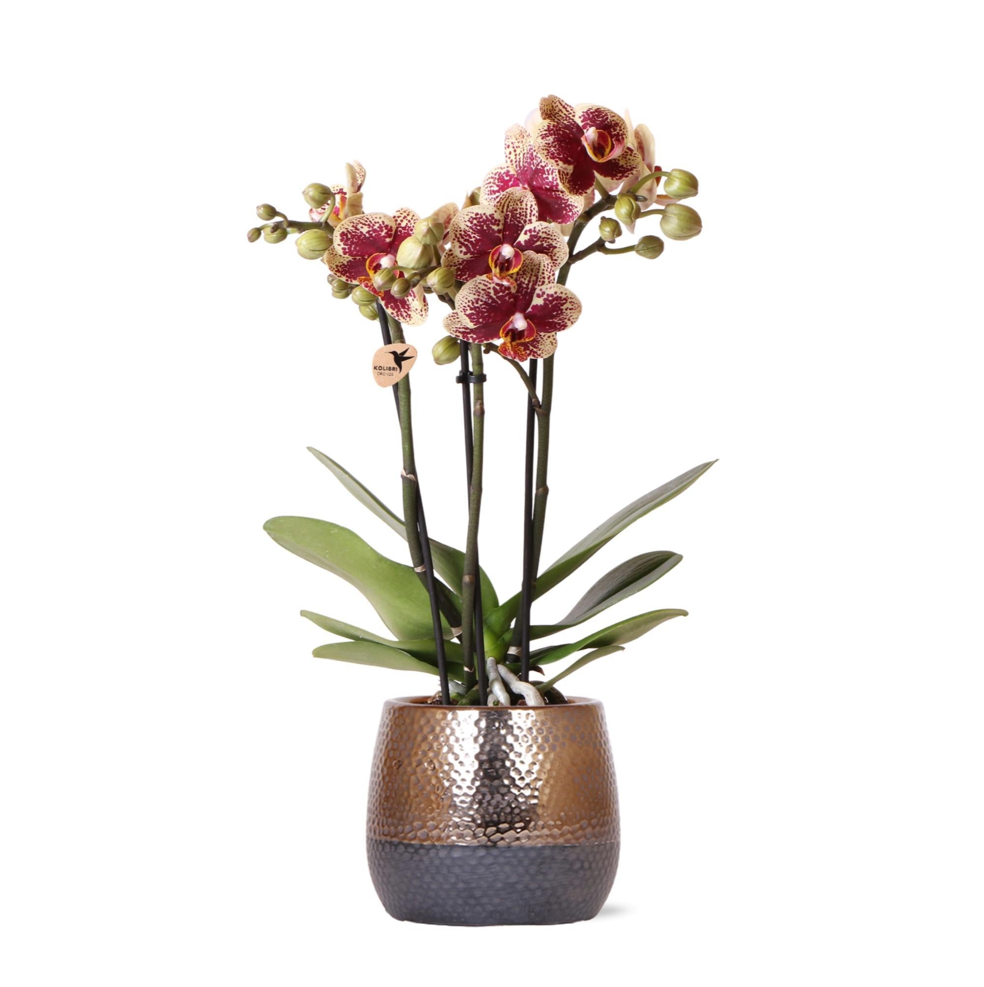 Kolibri Orchids | geel rode Phalaenopsis orchidee – Spain + Elite sierpot copper – potmaat Ø9cm – 40cm hoog | bloeiende kamerplant in bloempot - vers van de kweker