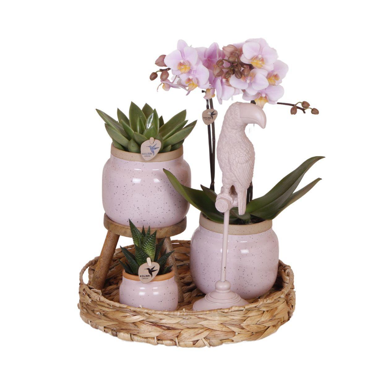 Gift set Romantic| Plantenset met roze Phalaenopsis Orchidee en Succulenten incl. keramieken sierpotten